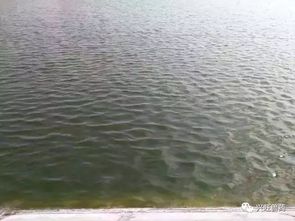 水产养殖中遇到这些棘手问题该怎么办？